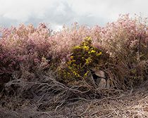 PhotoIreland Festival 2013 – 1/31 July – Dublin, Limerick & Cork.