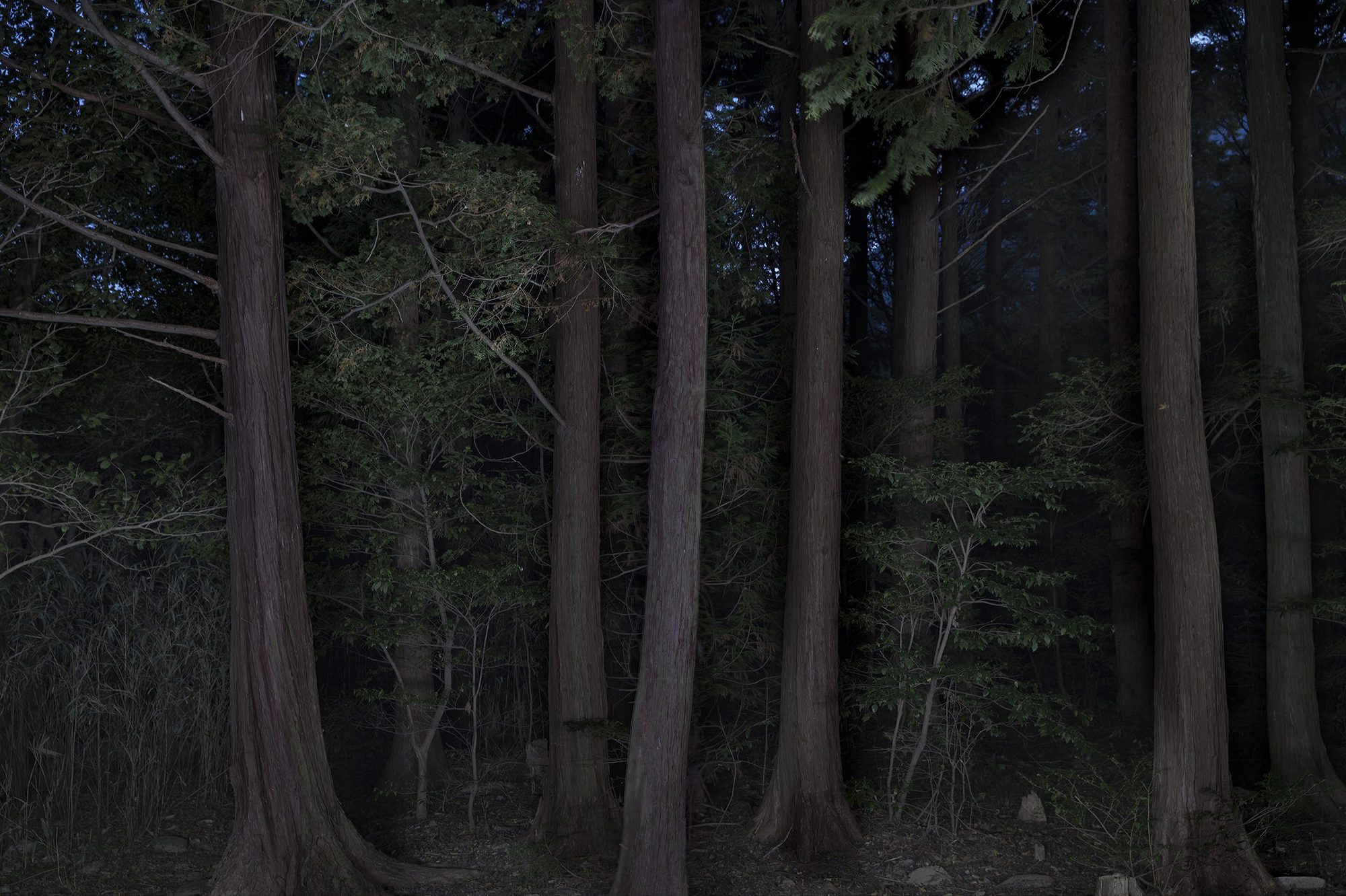 Taejoong Kim, Foresta #7, 2013.