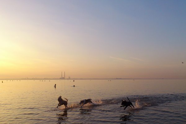 © Aerandir Baiza, Dogs at Play, Seapoint Beach, Dublin, 2013. flickr.com/photos/aerandirbaiza/
