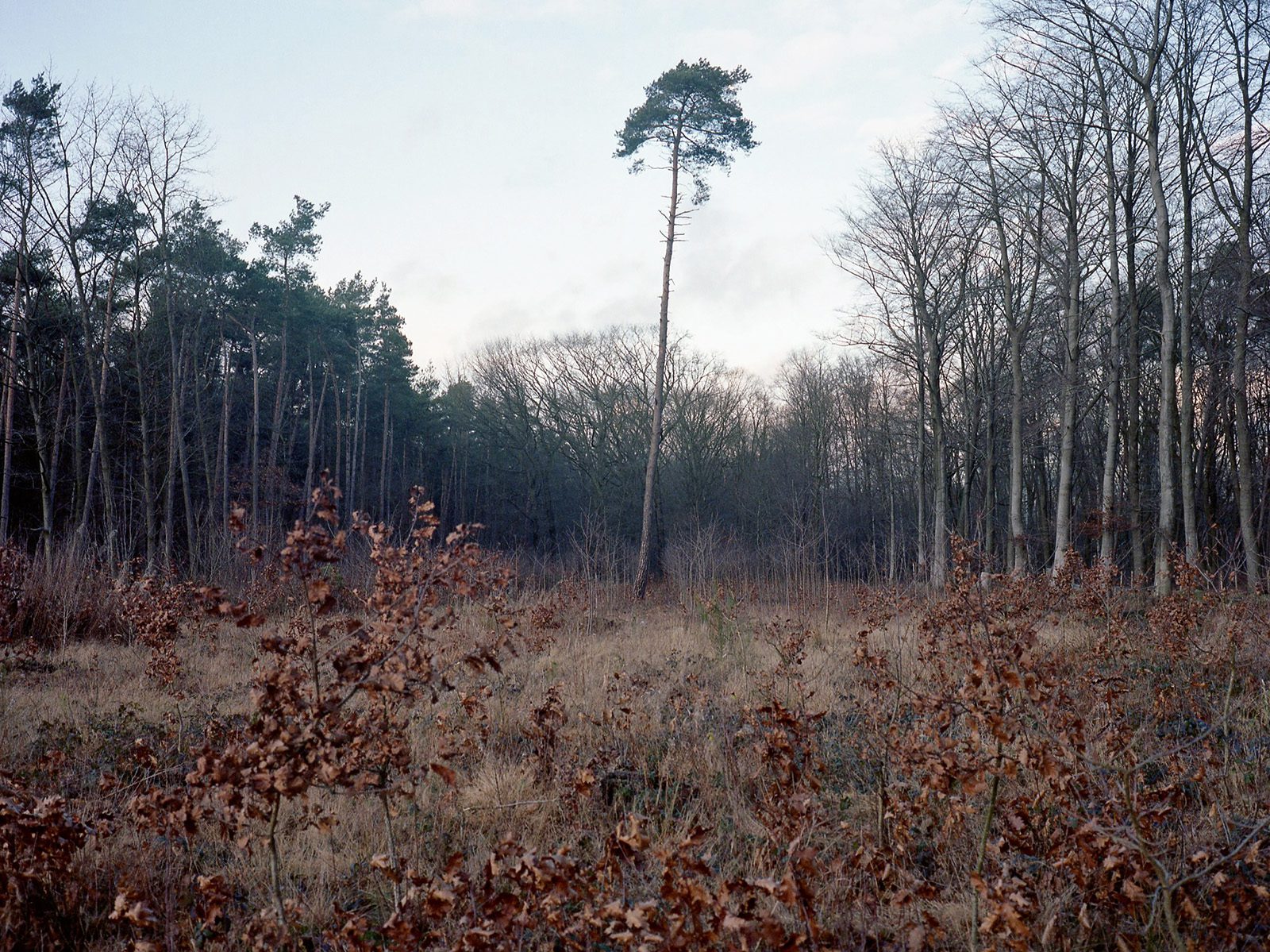 Shane Lynam