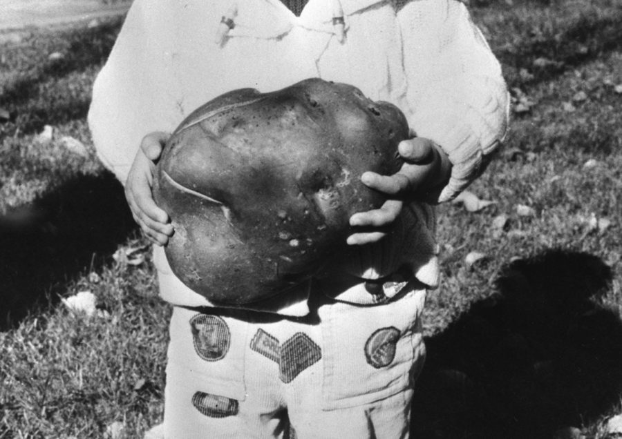 Critical Recipes: Cooking Potato Stories