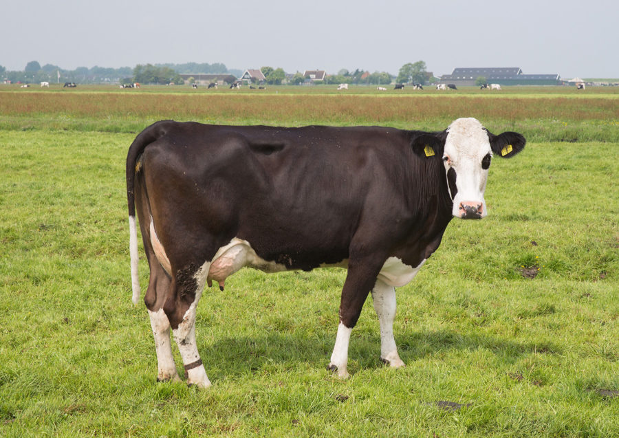 hvdm_p127hma_zuiderwoude_12-05-17_hr_cr