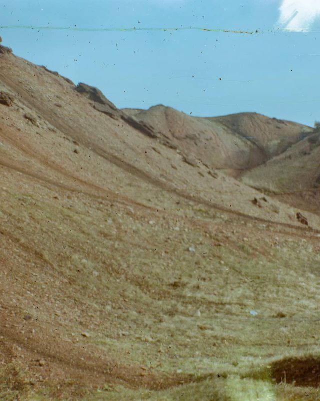 Hamill Zoe Primary Succession