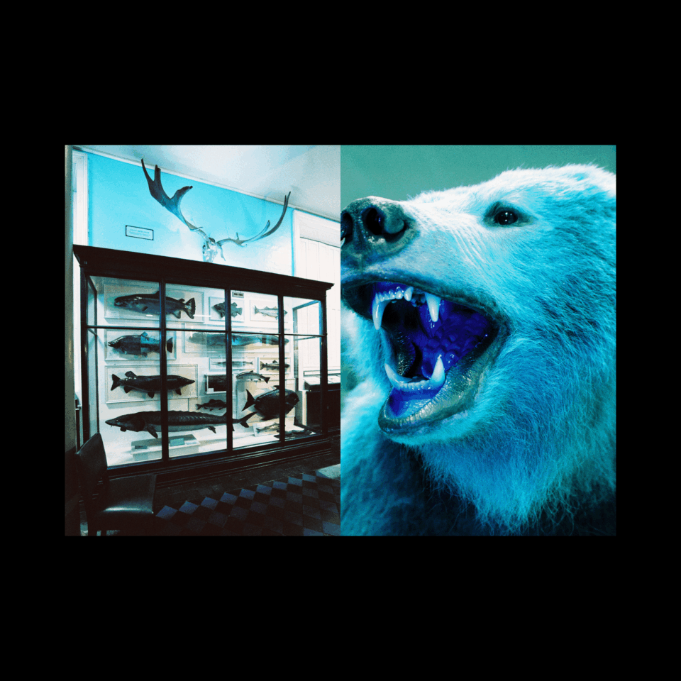 Book Launch: Ishmael Claxton, Dead Zoo in Blue