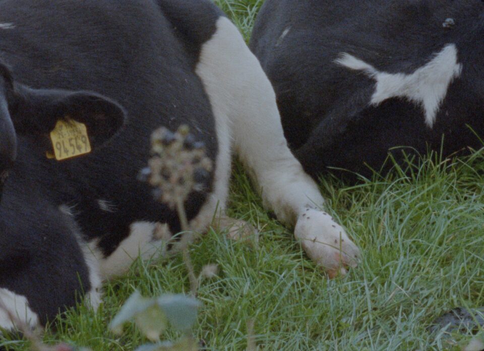 Scannán Glas - Still from Buttercup by Sarah Browne